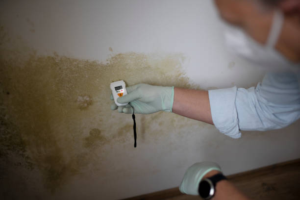 Professional Mold Remediation in Lisbon, IA